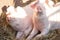 Portrait of two domestic pigs looking through a fence