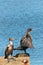 Portrait of two double-crested cormorants standing on wood piling