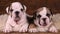 Portrait of two English Bulldog puppies