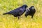 Portrait of two Eurasian rook