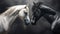 Portrait two faces of Horses White and black