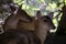 Portrait of two females of muntjac