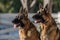 Portrait of Two German Shepherd Dogs Looking Alert