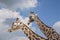 Portrait of two giraffes on cloudy background