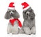 Portrait of two gray poodles in Santa hats