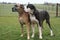 Portrait of two great danes