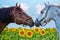 Portrait of two horse in a field sunflowers