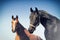 Portrait of two horses against blue sky