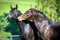 Portrait of two horses close up playing on summer background