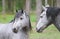 Portrait of two horses. A pair of horses showing affection. Horses of breed tarpan. Closeup