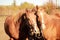 Portrait of two horses in summer