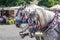 Portrait of two horses. Two horses are harnessed to a cart