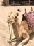 A portrait of a two-humped yellow desert beautiful camel, a desert ship that eats straw on the sand in Egypt