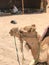 Portrait of a two-humped yellow desert beautiful camel, a desert ship in profile on sand in Egypt