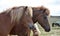 Portrait of two Icelandic horses. Chestnut and flaxen chestnut.