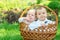 Portrait of two infant children in white suits sit in a basket on a picnic outdoor. Blond child is serious, boy with dark hair is