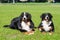 Portrait of two large luxurious well-groomed Berner Sennenhund dogs