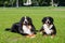 Portrait of two large luxurious well-groomed Berner Sennenhund dogs lying