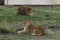 Portrait of two lions relax