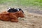 Portrait of two lying cows. Grass paddock on farmland