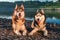 Portrait two lying siberian huskies dogs. Cute happy husky dogs evening portrait on the background of the summer river