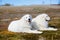 Portrait of two maremma sheepdogs lying in the field. Portrait of two big white dogs breed maremmano-abruzzesse dog