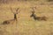 Portrait of Two Mature Male Barasingha Deer Resting