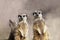Portrait of two meerkats