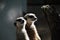 Portrait of two meerkats looking out for their family