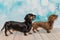 Portrait of two miniature dachshunds