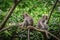 Portrait of two monkeys in Sacred Monkey Forest