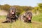 Portrait of two Neapolitan Mastiff outdoors