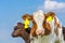 Portrait of two newborn calves with blue sky