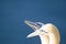 Portrait of two nothern gannet