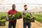 Portrait of two positive farmers with boxes of ripe mangold in their hands