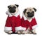 Portrait of two Pugs, dressed in Santa coat