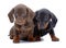 Portrait of two puppies of Dachshund