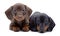 Portrait of two puppies of Dachshund