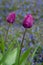 Portrait of two purple tulips growing in a home garden against a background of blue veronica speedwell groundcover plants, springt