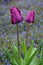 Portrait of two purple tulips growing in a home garden against a background of blue veronica speedwell groundcover plants, springt