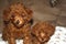 Portrait of two red toy poodle puppies
