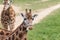 Portrait of two Rothschild Giraffes