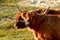 Portrait of two Scottish Highland cattle, a bull and a cow, in the North Holland dune reserve. Schoorlse Duinen, Netherlands