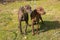 Portrait of two segugio maremmano dogs in the grass