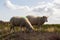 Portrait of two sheeps standing at the top of a dune