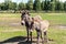 Portrait of two shy fluffy curious funny domestic cute hungry donkeys stand at countryside farm barnyard asking for