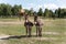 Portrait of two shy fluffy curious funny domestic cute hungry donkeys stand at countryside farm barnyard asking for