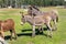 Portrait of two shy fluffy curious funny domestic cute hungry donkeys stand at countryside farm barnyard asking for