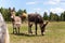 Portrait of two shy fluffy curious funny domestic cute hungry donkeys stand at countryside farm barnyard asking for