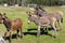 Portrait of two shy fluffy curious funny domestic cute hungry donkeys stand at countryside farm barnyard asking for